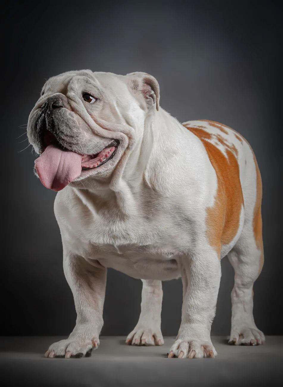 Flo, the Flo Vent Air bulldog mascot